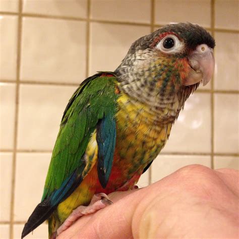 what is a conure|green conure bird.